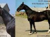 stallion Aksum (Akhal-Teke, 1993, from Melekush)