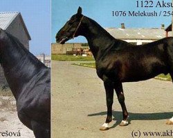 stallion Aksum (Akhal-Teke, 1993, from Melekush)