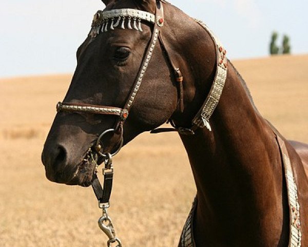 stallion Damask (Akhal-Teke, 2003, from Aksum)