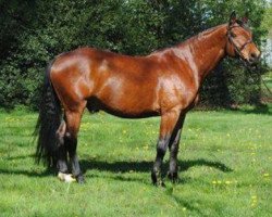 dressage horse Winnetou (Thuringia, 1998, from Westinghouse)