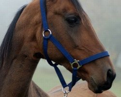 broodmare Bibigiz (Akhal-Teke, 1995, from Gaisan 7)