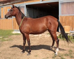 broodmare Butterfly (Akhal-Teke, 2007, from Almaz)