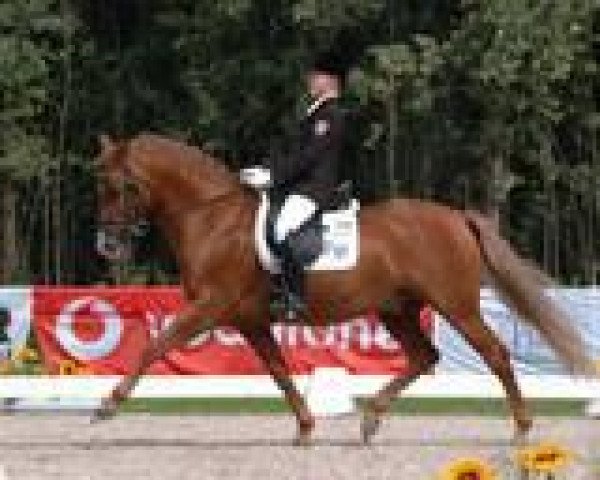 dressage horse Wimbledon (German Riding Pony, 1994, from Waldemar)