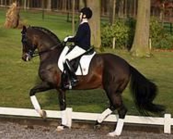 stallion Sir Rubin (Oldenburg, 2005, from Sir Donnerhall I)