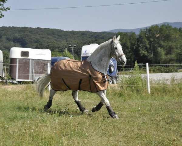horse Sir Cedrik (Irish Sport Horse, 1991, from Ceredigion xx)