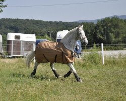 Pferd Sir Cedrik (Irish Sport Horse, 1991, von Ceredigion xx)