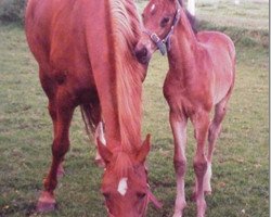 broodmare Isra (KWPN (Royal Dutch Sporthorse), 1990, from Bergerac)