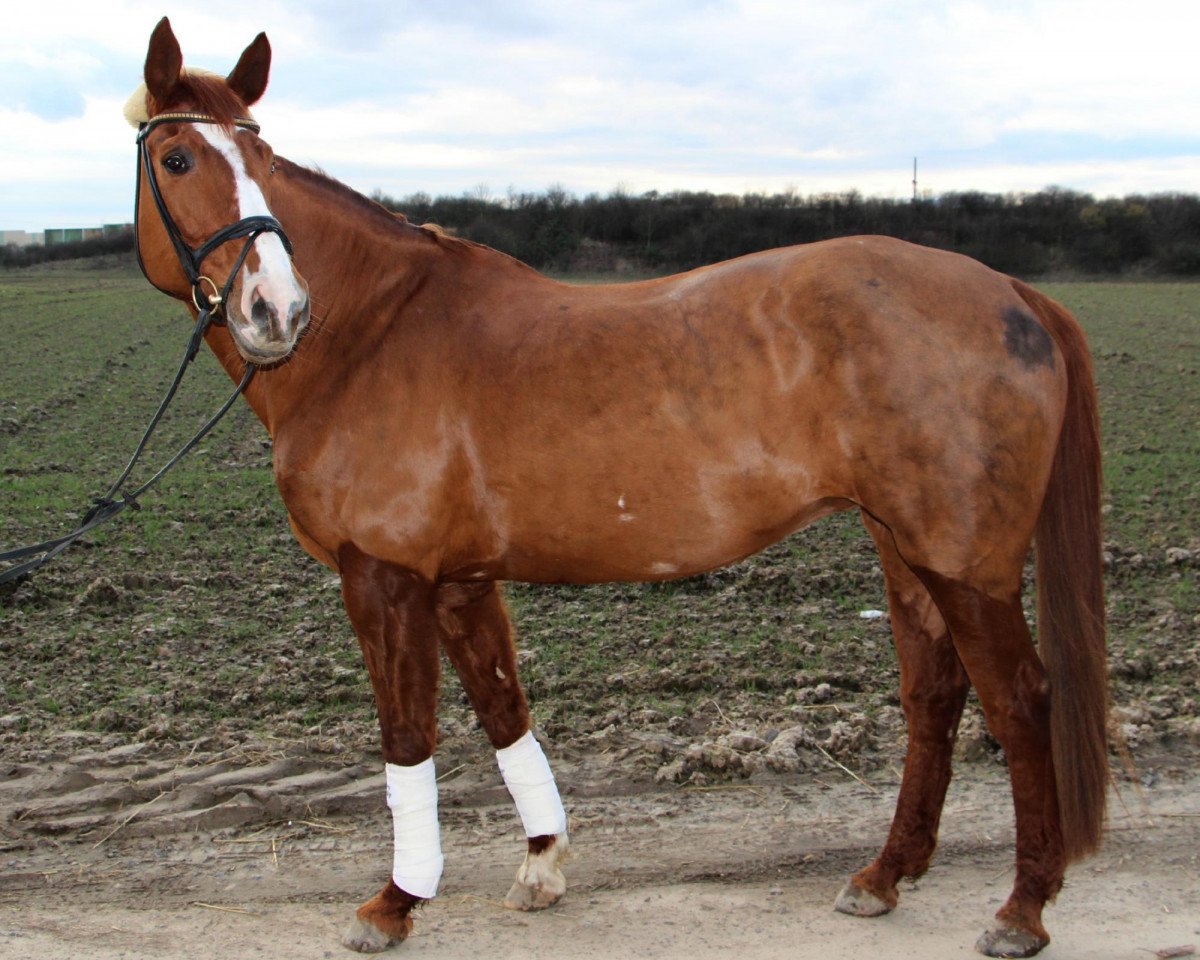 broodmare Volanti Santina (Hanoverian, 1998, from Velten Third)