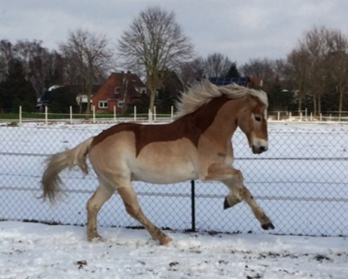 horse Abraxas 144 (Haflinger, 2004, from Aaron-B)