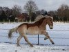 Pferd Abraxas 144 (Haflinger, 2004, von Aaron-B)