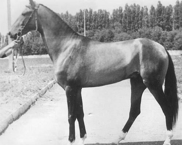 stallion Dzagitaj (Akhal-Teke, 1981, from Garem 11)