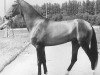 stallion Dzagitaj (Akhal-Teke, 1981, from Garem 11)