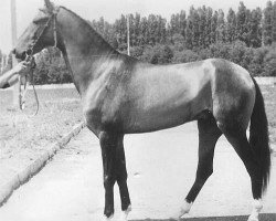 stallion Dzagitaj (Akhal-Teke, 1981, from Garem 11)