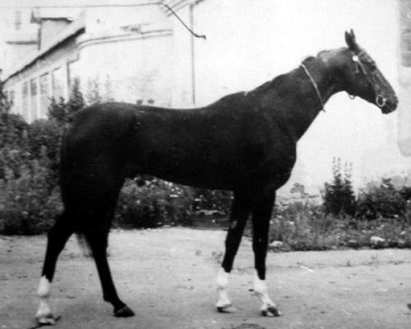 stallion Djeikhun (Akhal-Teke, 1987, from Dzagitaj)