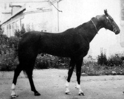 Deckhengst Djeikhun (Achal Tekkiner, 1987, von Dzagitaj)