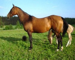 broodmare Firjuda (Akhal-Teke, 1995, from Djeikhun)