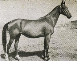 broodmare Fantasiya (Akhal-Teke,  , from Taimas)