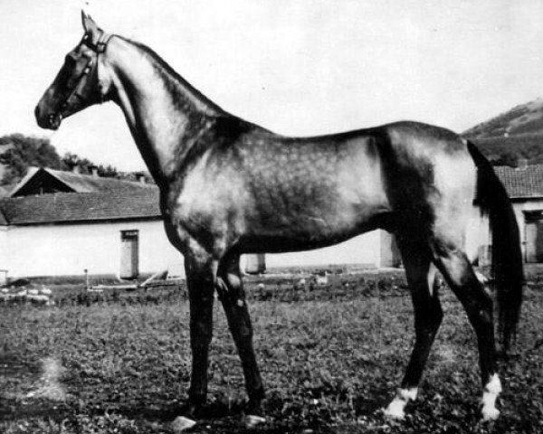 stallion Taimas (Akhal-Teke,  , from Tetir)