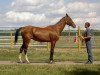 broodmare Fonema 13 (Akhal-Teke, 1988, from Dagestan)