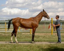 broodmare Fonema 13 (Akhal-Teke, 1988, from Dagestan)