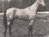 stallion Dagestan (Akhal-Teke, 1976, from Yulduz)