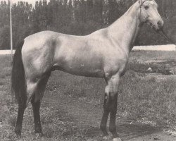 stallion Dagestan (Akhal-Teke, 1976, from Yulduz)