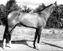 broodmare Enysh (Akhal-Teke, 1960, from Karamatal)