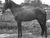 stallion Sinok (Akhal-Teke, 1943, from Sapar Han)