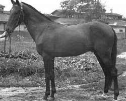 stallion Sinok (Akhal-Teke, 1943, from Sapar Han)