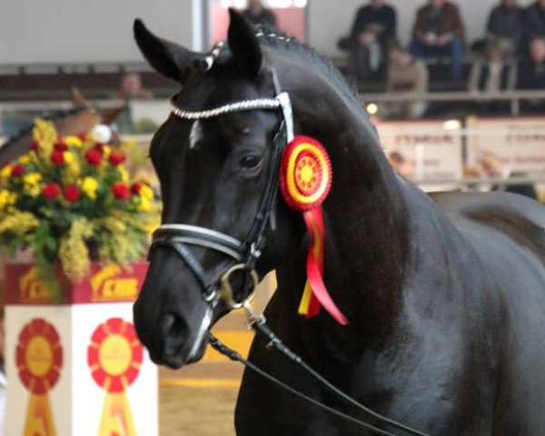dressage horse Homburg (Hanoverian, 2009, from Hochadel)