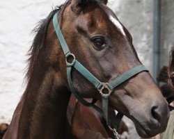 broodmare Azia (Akhal-Teke, 1993, from Polot)