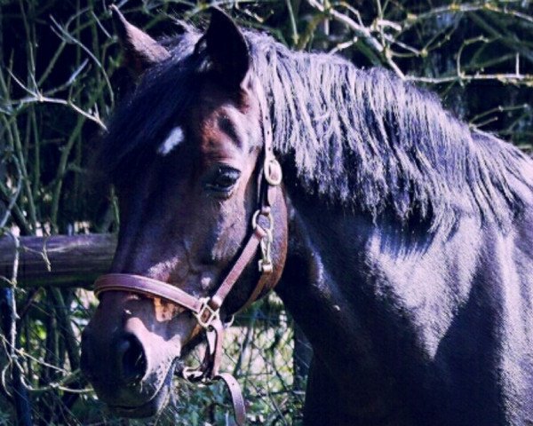 Dressurpferd Dana Lu (Pony ohne Rassebezeichnung, 2000, von Maesymor Brenin Marc)