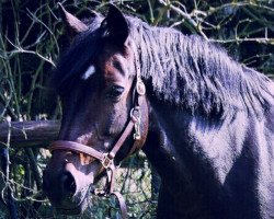 dressage horse Dana Lu (Pony without race description, 2000, from Maesymor Brenin Marc)