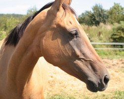 broodmare Arabli Shael (Akhal-Teke, 2004, from Dorkush)