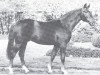 stallion Golan (Rhinelander, 1975, from Gottschalk)