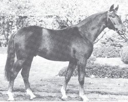 Deckhengst Golan (Rheinländer, 1975, von Gottschalk)