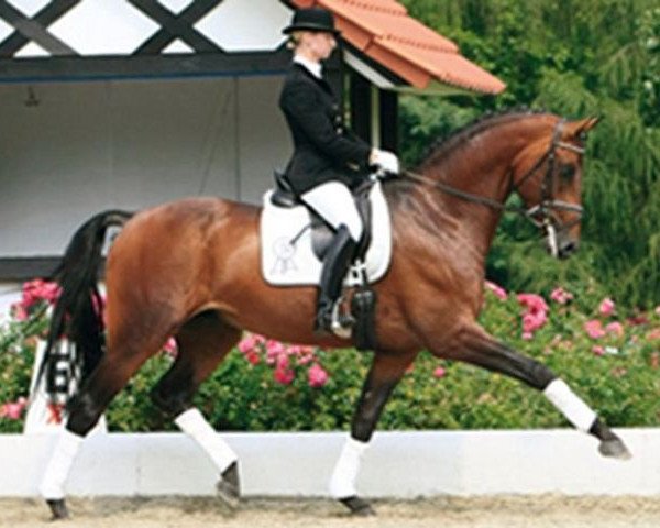 dressage horse Laetare (Rhinelander, 2004, from Lord Loxley I)
