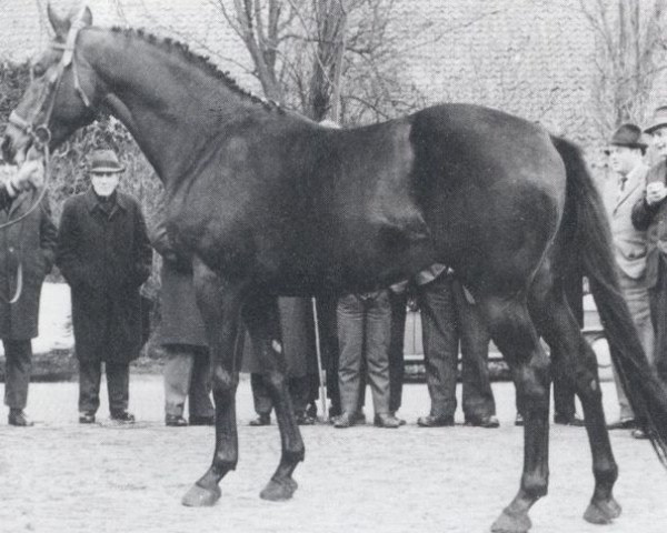 stallion Marlborough xx (Thoroughbred, 1959, from Combat xx)