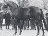 stallion Marlborough xx (Thoroughbred, 1959, from Combat xx)