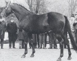 stallion Marlborough xx (Thoroughbred, 1959, from Combat xx)