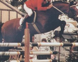 stallion Voltaire (Hanoverian, 1980, from Volturno)