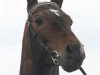 stallion Altair (Akhal-Teke, 2000, from Alakhrat)