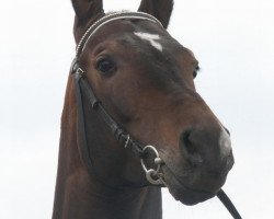 stallion Altair (Akhal-Teke, 2000, from Alakhrat)