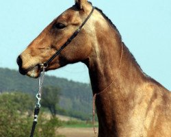 horse Alsika (Akhal-Teke, 2003, from Polotlize)