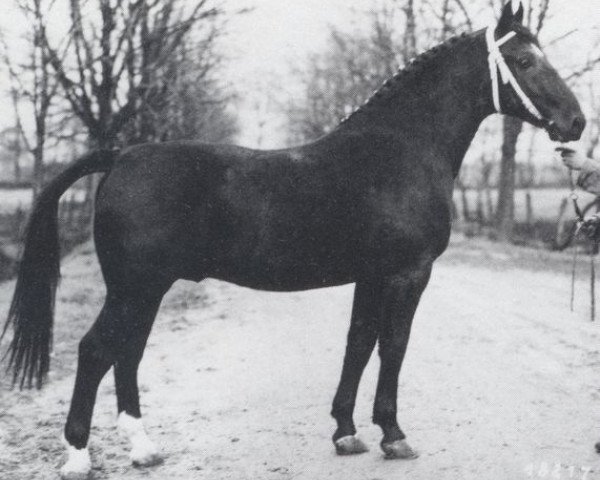 stallion Caruso (Oldenburg, 1959, from Chronist)