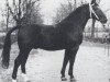stallion Caruso (Oldenburg, 1959, from Chronist)