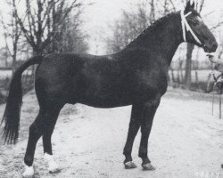 Deckhengst Caruso (Oldenburger, 1959, von Chronist)