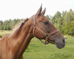 broodmare Alsona (Akhal-Teke, 1994, from Gilkuiruk)