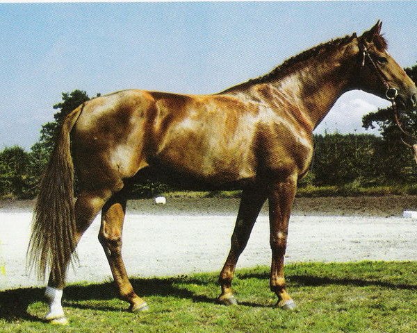 stallion Trajan (Hanoverian, 1971, from Traumgeist xx)