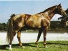 stallion Trajan (Hanoverian, 1971, from Traumgeist xx)